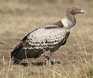 Sperbergeier o. Rüppel´s Geier, Gyps rueppellii, Rüppell´s Griffon Vulture